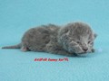 Dumny Kot*PL, Norwegian Forest Cat and Russian Blue cattery