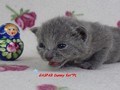 Dumny Kot*PL, Norwegian Forest Cat and Russian Blue cattery