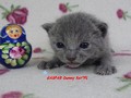 Dumny Kot*PL, Norwegian Forest Cat and Russian Blue cattery