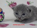 Dumny Kot*PL, Norwegian Forest Cat and Russian Blue cattery