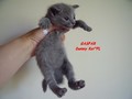 Dumny Kot*PL, Norwegian Forest Cat and Russian Blue cattery