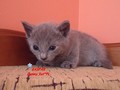 Dumny Kot*PL, Norwegian Forest Cat and Russian Blue cattery