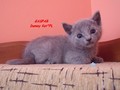 Dumny Kot*PL, Norwegian Forest Cat and Russian Blue cattery