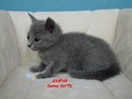 Dumny Kot*PL, Norwegian Forest Cat and Russian Blue cattery