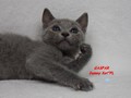 Dumny Kot*PL, Norwegian Forest Cat and Russian Blue cattery