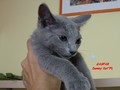 Dumny Kot*PL, Norwegian Forest Cat and Russian Blue cattery