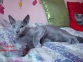 Dumny Kot*PL, Norwegian Forest Cat and Russian Blue cattery