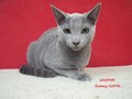 Dumny Kot*PL, Norwegian Forest Cat and Russian Blue cattery