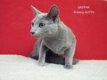 Dumny Kot*PL, Norwegian Forest Cat and Russian Blue cattery