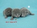 Dumny Kot*PL, Norwegian Forest Cat and Russian Blue cattery