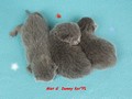 Dumny Kot*PL, Norwegian Forest Cat and Russian Blue cattery