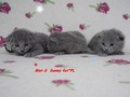 Dumny Kot*PL, Norwegian Forest Cat and Russian Blue cattery