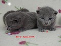 Dumny Kot*PL, Norwegian Forest Cat and Russian Blue cattery