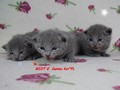 Dumny Kot*PL, Norwegian Forest Cat and Russian Blue cattery