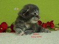 Dumny Kot*PL, Norwegian Forest Cat and Russian Blue cattery