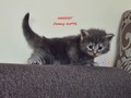 Dumny Kot*PL, Norwegian Forest Cat and Russian Blue cattery