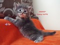 Dumny Kot*PL, Norwegian Forest Cat and Russian Blue cattery