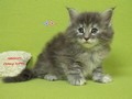 Dumny Kot*PL, Norwegian Forest Cat and Russian Blue cattery