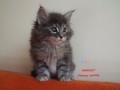 Dumny Kot*PL, Norwegian Forest Cat and Russian Blue cattery