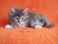 Dumny Kot*PL, Norwegian Forest Cat and Russian Blue cattery