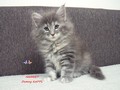 Dumny Kot*PL, Norwegian Forest Cat and Russian Blue cattery