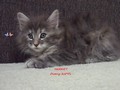 Dumny Kot*PL, Norwegian Forest Cat and Russian Blue cattery