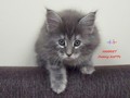 Dumny Kot*PL, Norwegian Forest Cat and Russian Blue cattery