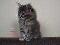 Dumny Kot*PL, Norwegian Forest Cat and Russian Blue cattery