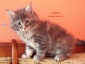 Dumny Kot*PL, Norwegian Forest Cat and Russian Blue cattery