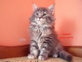 Dumny Kot*PL, Norwegian Forest Cat and Russian Blue cattery