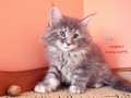 Dumny Kot*PL, Norwegian Forest Cat and Russian Blue cattery