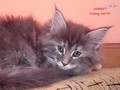 Dumny Kot*PL, Norwegian Forest Cat and Russian Blue cattery