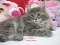 Dumny Kot*PL, Norwegian Forest Cat and Russian Blue cattery