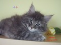 Dumny Kot*PL, Norwegian Forest Cat and Russian Blue cattery