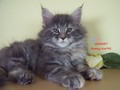 Dumny Kot*PL, Norwegian Forest Cat and Russian Blue cattery