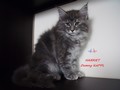 Dumny Kot*PL, Norwegian Forest Cat and Russian Blue cattery