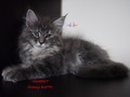 Dumny Kot*PL, Norwegian Forest Cat and Russian Blue cattery