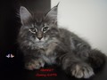 Dumny Kot*PL, Norwegian Forest Cat and Russian Blue cattery