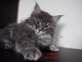 Dumny Kot*PL, Norwegian Forest Cat and Russian Blue cattery