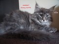 Dumny Kot*PL, Norwegian Forest Cat and Russian Blue cattery