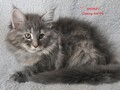 Dumny Kot*PL, Norwegian Forest Cat and Russian Blue cattery