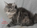 Dumny Kot*PL, Norwegian Forest Cat and Russian Blue cattery