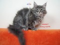 Dumny Kot*PL, Norwegian Forest Cat and Russian Blue cattery