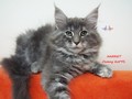 Dumny Kot*PL, Norwegian Forest Cat and Russian Blue cattery