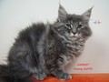 Dumny Kot*PL, Norwegian Forest Cat and Russian Blue cattery