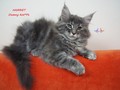 Dumny Kot*PL, Norwegian Forest Cat and Russian Blue cattery