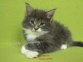 Dumny Kot*PL, Norwegian Forest Cat and Russian Blue cattery