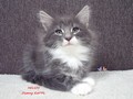 Dumny Kot*PL, Norwegian Forest Cat and Russian Blue cattery