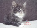 Dumny Kot*PL, Norwegian Forest Cat and Russian Blue cattery