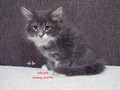 Dumny Kot*PL, Norwegian Forest Cat and Russian Blue cattery